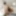 Melissa and Jenna are horny lesbians licking wet twats