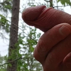 The cock in the forest