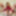 Big sissy crossdresser cock in red