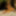 Wild Amazon Monika Fox Under Palms