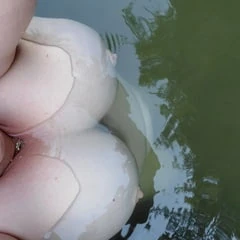 Lady of the lake