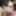 Brunette wife Shelly is sucking dick
