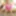 Pink Finshnet Bodysuits