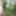 Naked Forest #2