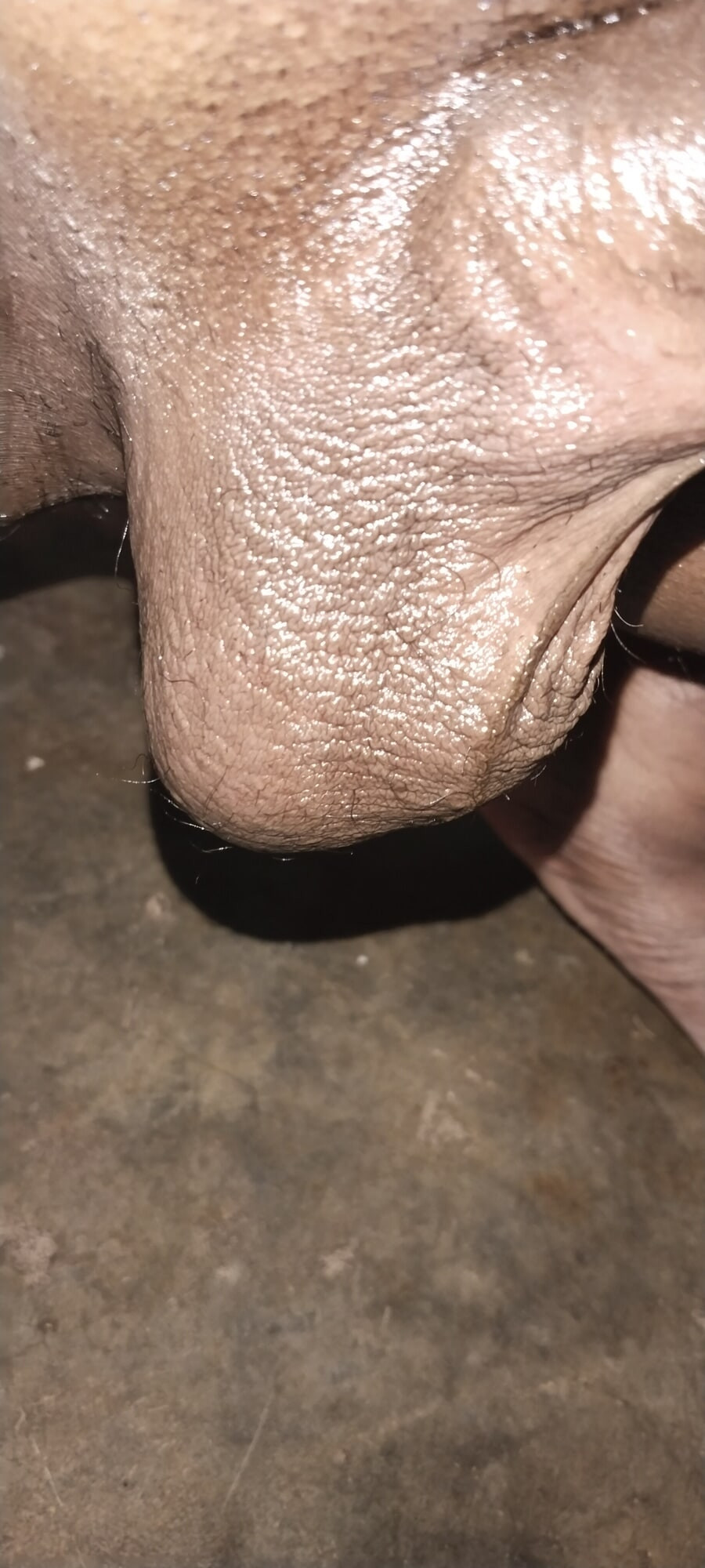 Telugu sulla #3