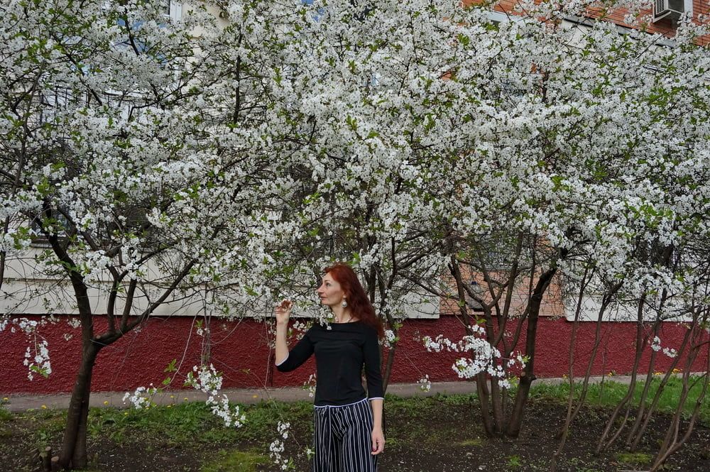 In white cherry-flowers #24