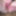 Brush insertion and labia clips #40
