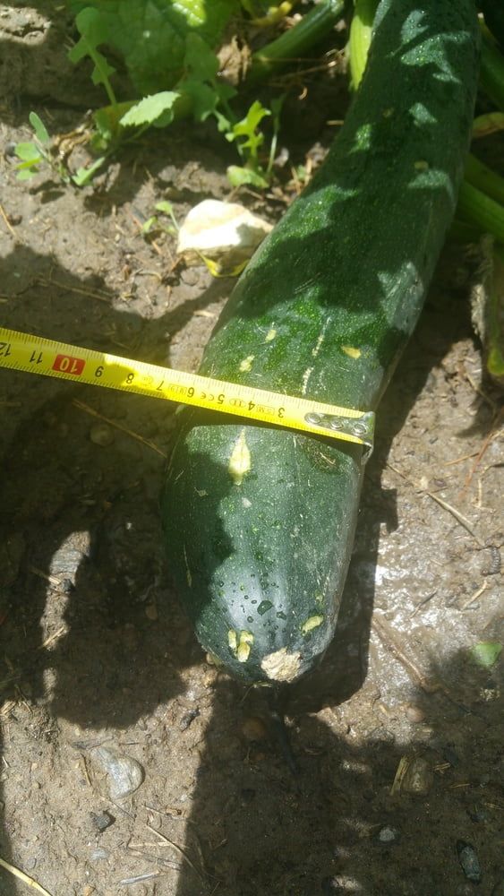A courgette challenge #9