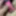 Edging small penis with clit vibrator