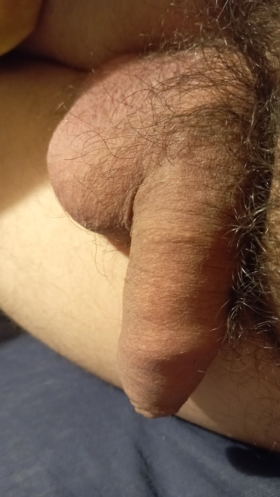 Penis