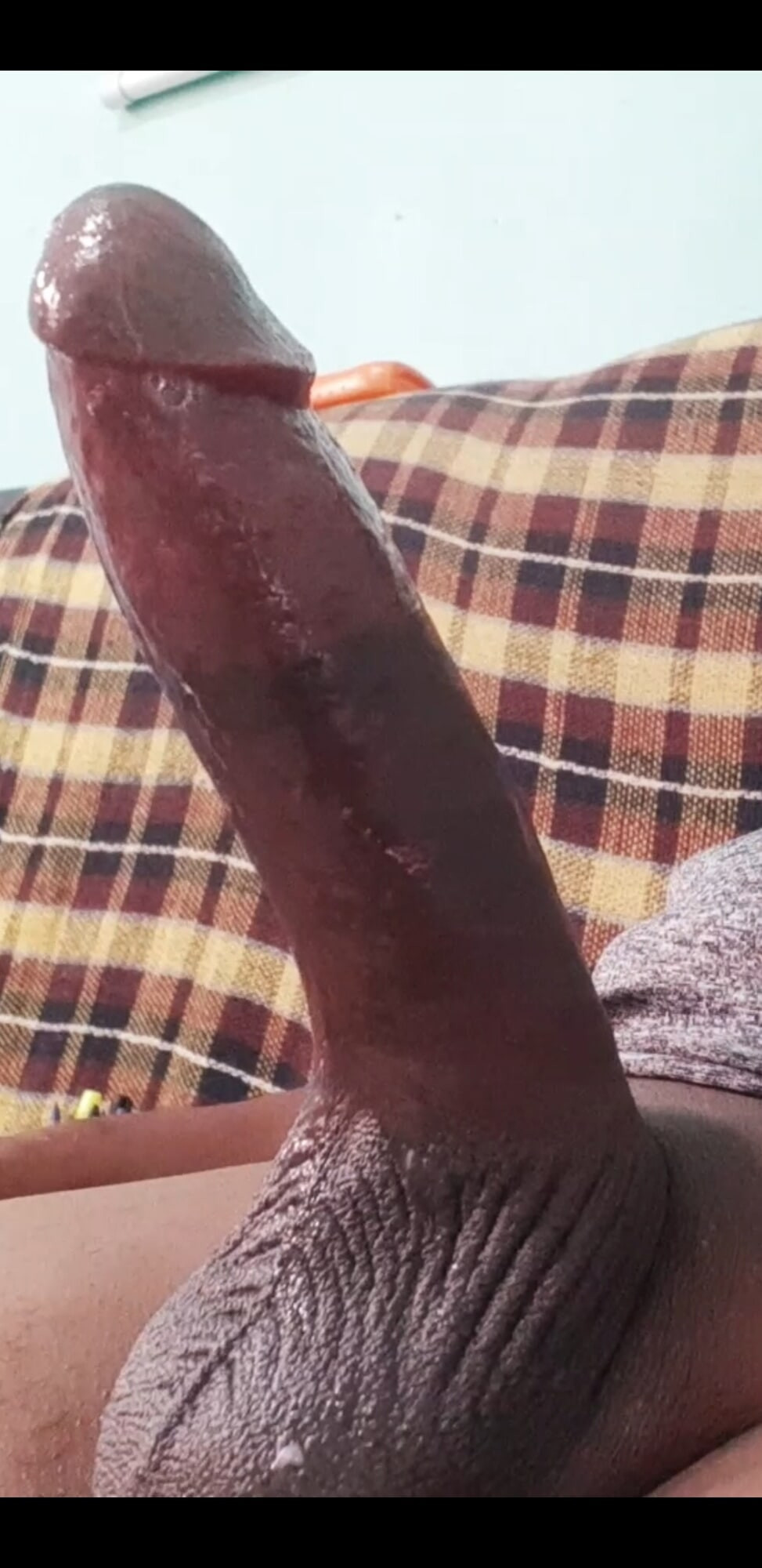 UM PAU MONSTRO DO BRASIL