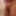chubby sissy pig clitty #5