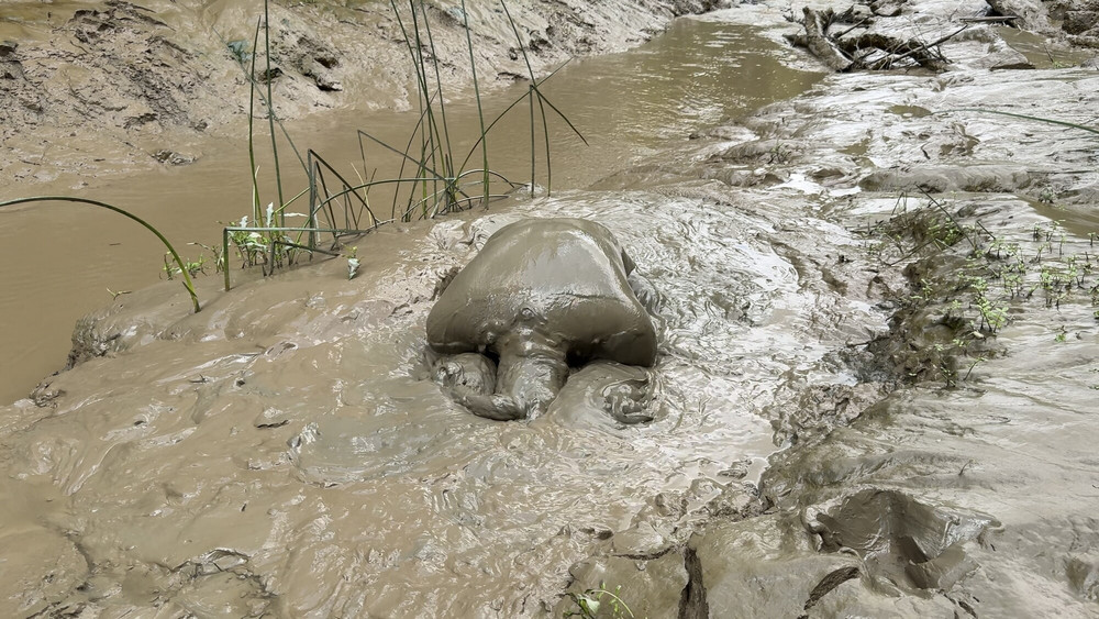 SHOT - MUD PIG IN HEAT #30