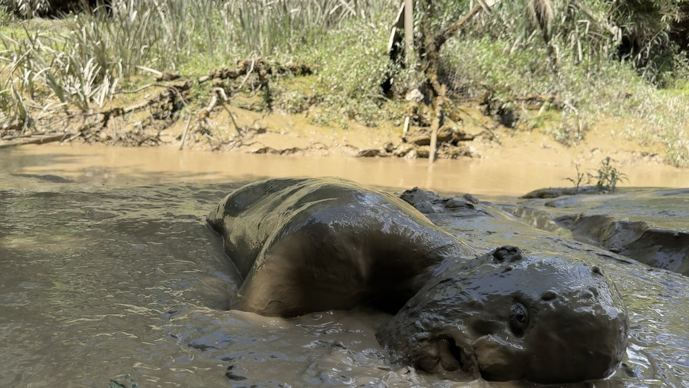 SHOT - MUD MOUTH #36