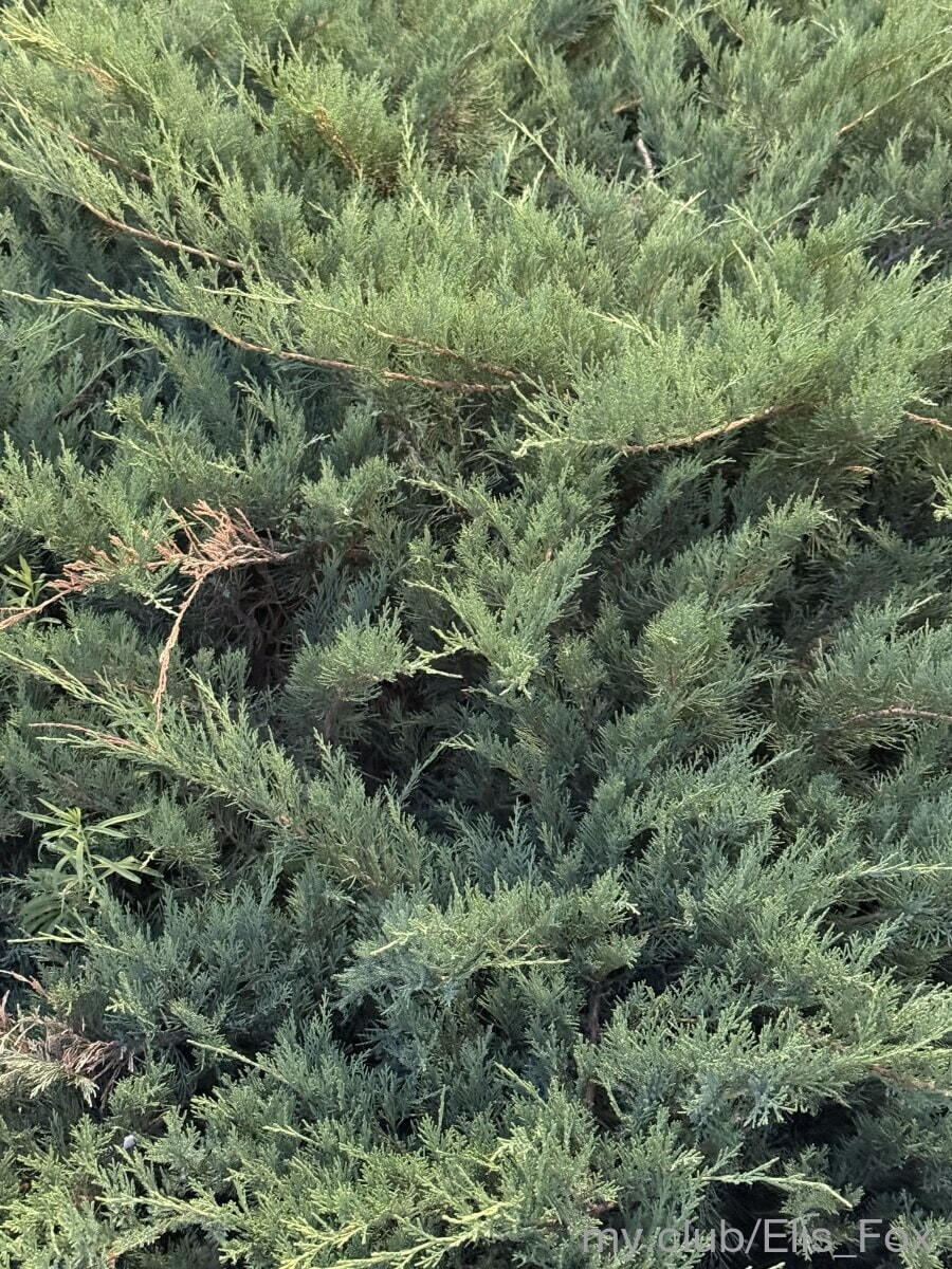 Alice Free Photos #11