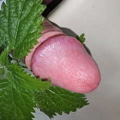 Nettle Fun