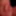 My little friend – freshly shaved and ready #3