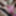 Young Chubby Girl Spreads Hairy Pussy Open on Webcam #7