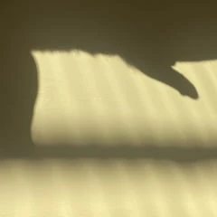 Shadows 