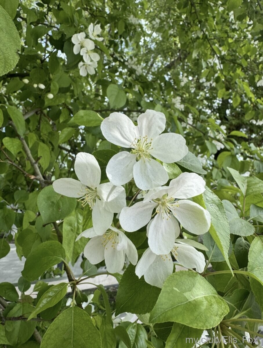 Alice Free Photos #29