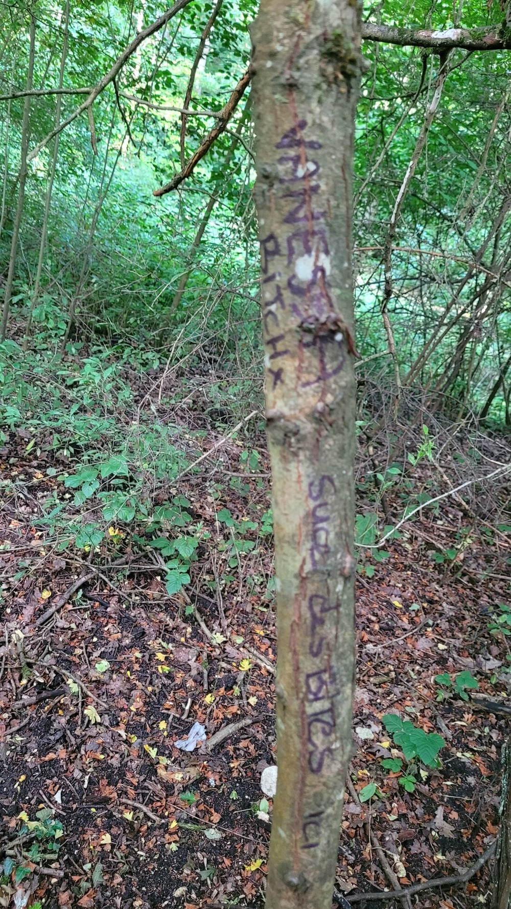 Petite Allumeuse en Foret🌳 CuMSLuT P u b l i c #7