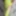 Sexy Mature Crossdressing sissy slut in bright yellow linger