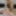Dec 3 WEEKLY Video Update to DoggVision VIP Members Area  #15
