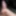 cock