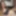 Ücretsiz Littlerabdit Fotoğrafları