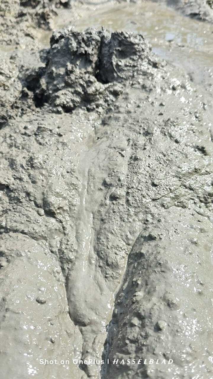 Muddy Feet and Solo #19