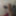BBCの