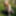 Flashing in the woods Stockings and Suspenders #35