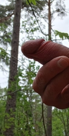 The cock in the forest