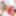 BRAZILIAN TRANSSEXUALS: Erotic Xmas With Miss Rosa