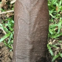 XxX