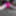 La Whore Maria Fluorescent pink hot #12