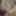 Panty Cum Tribute for AlexaLeaks Preview #5