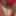 New red dressing  #3