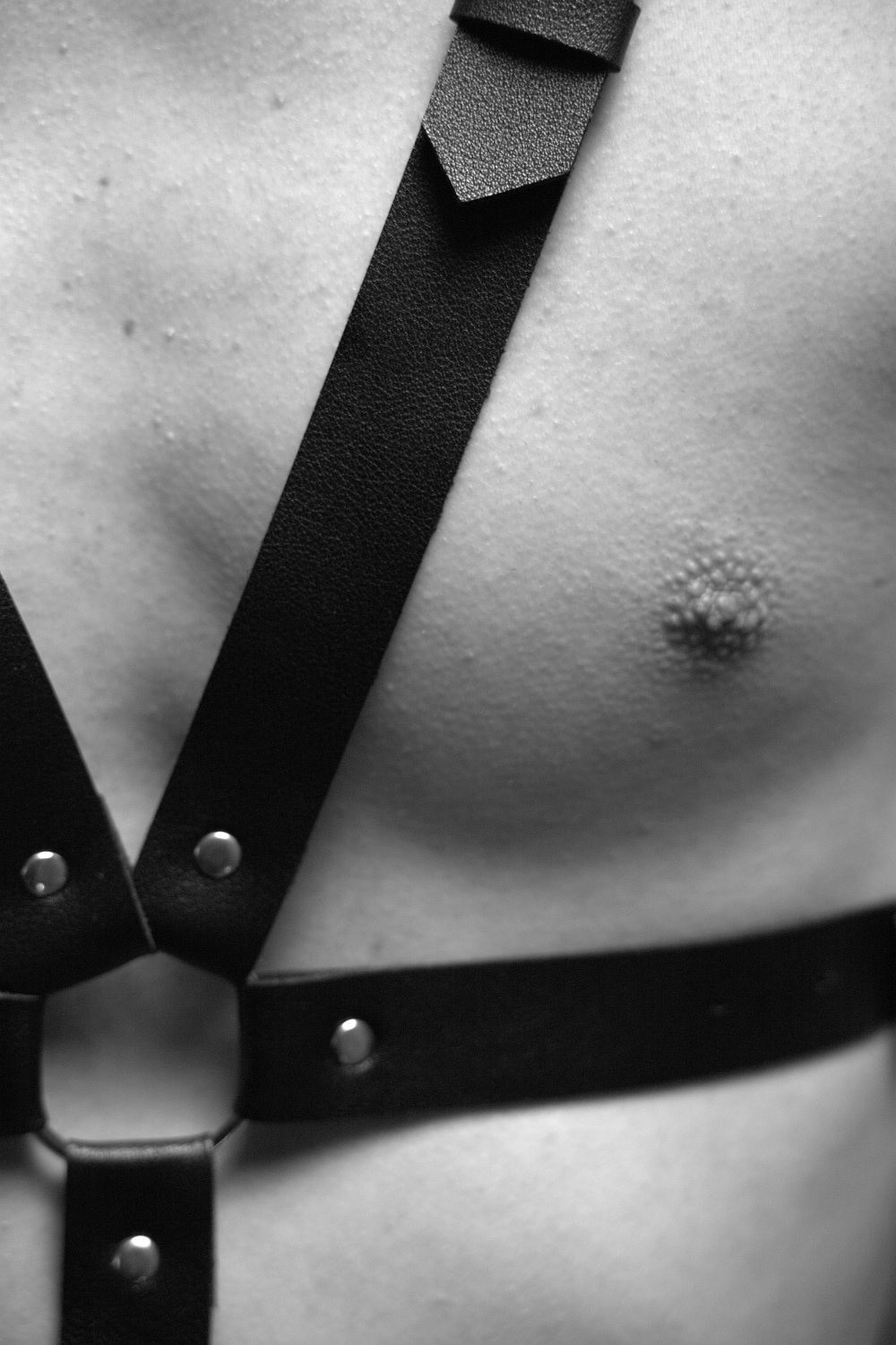 Leather and harness #4