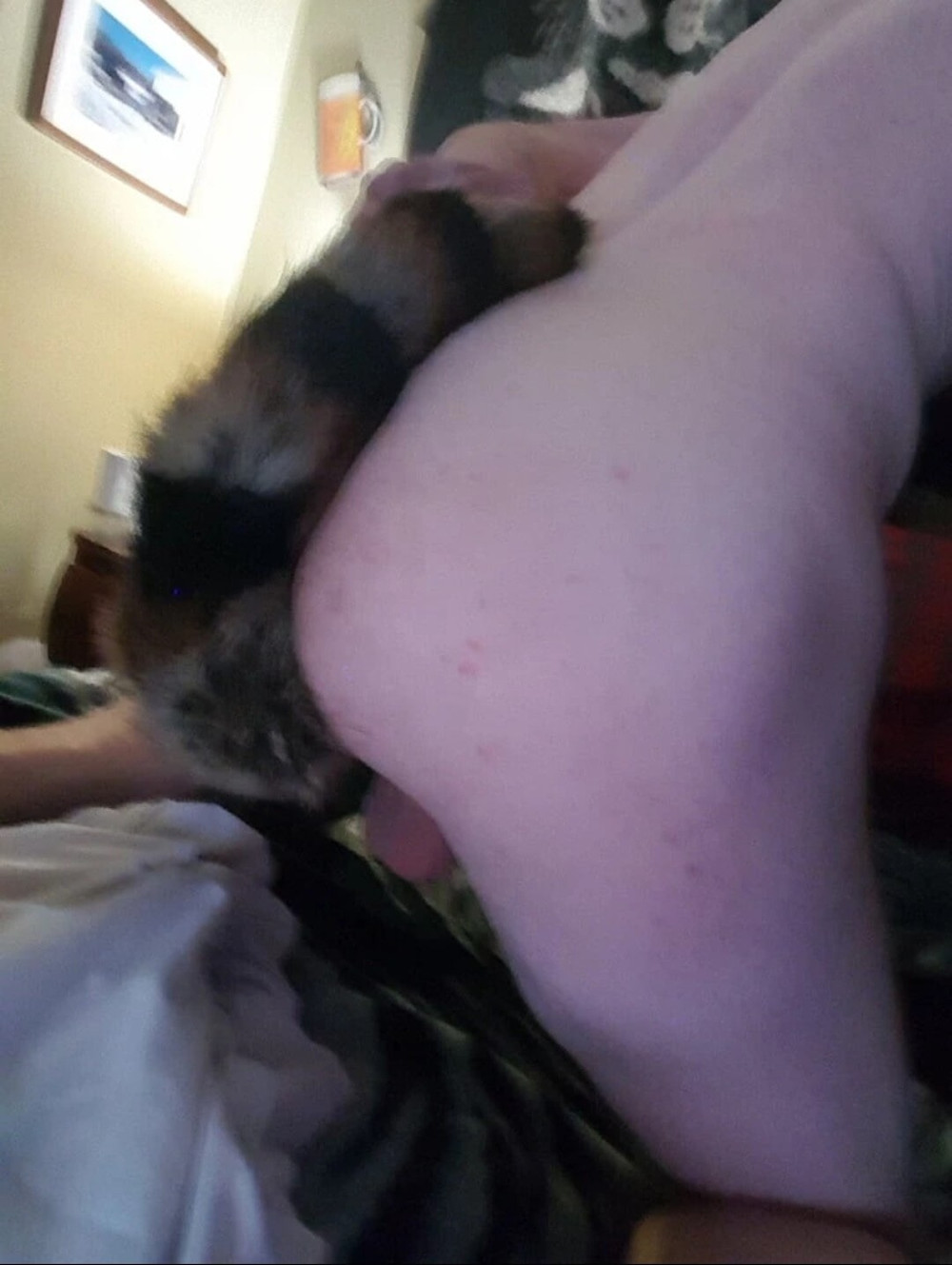 Butt Plug with fox tail #3