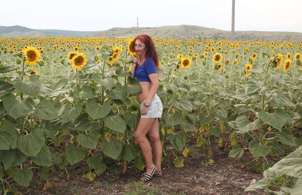 Sunflowers #14