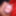 インドの男の子のチンポのクローズアップ写真