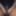 Tamil girl dress masturbationin big black cock