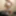 Electra Fox  Free Photos