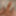 コックGIF