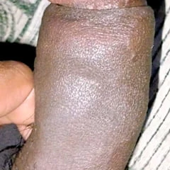 Indian cock
