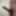 erect penis