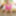 Pink Finshnet Bodysuits