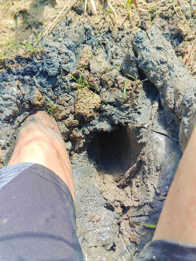 Muddy Feet and Solo #5