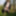 Flashing in the woods Stockings and Suspenders #29
